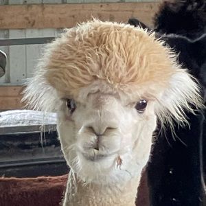 Meet your Posher, Ann